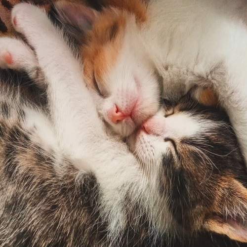 Photo #11282441