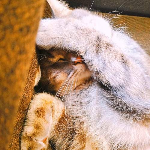 Photo #11282455