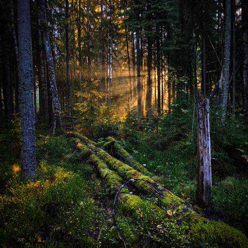 Photo #11282667