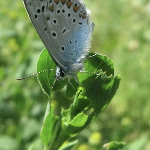 Photo #11283038