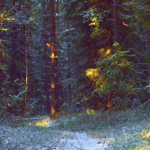 Photo #11283952