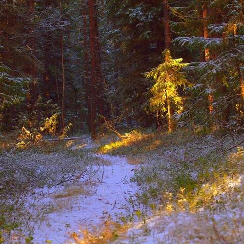Photo #11283960