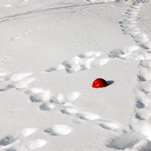 Photo #11284983