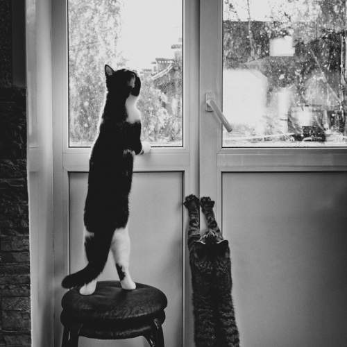 Photo #11285298
