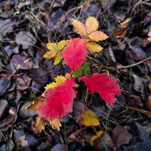 Photo #11285837
