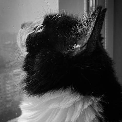 Photo #11286473