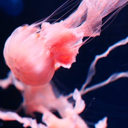 The Beauty of Jellyfish