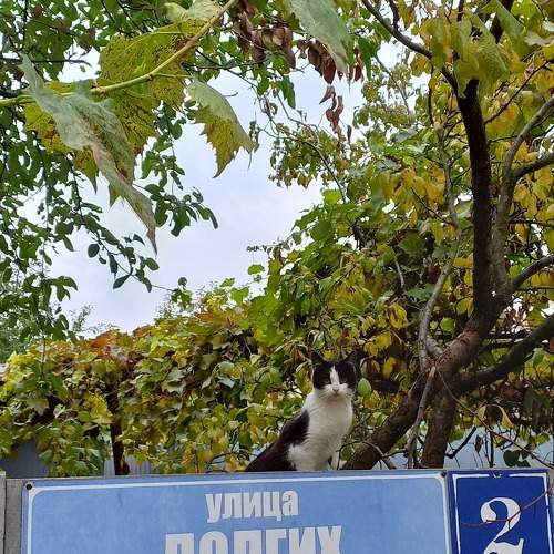 Photo #11287246