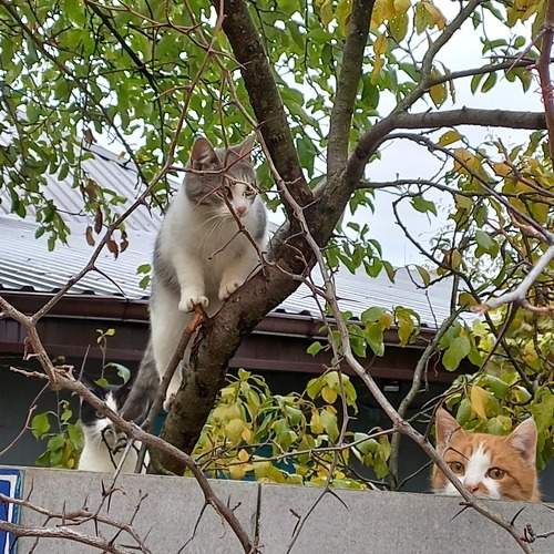 Photo #11287247