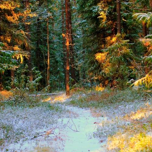Photo #11287425
