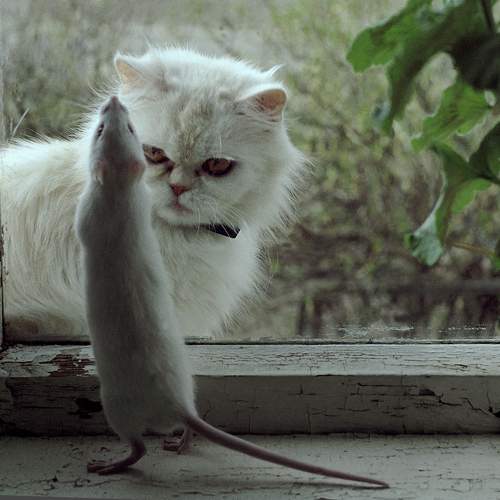 Photo #11289326