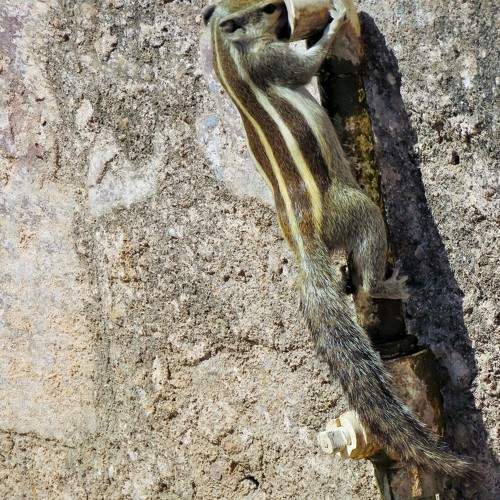 Photo #11290536