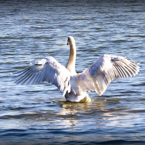 Photo #11291206