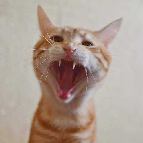 Photo #11294684