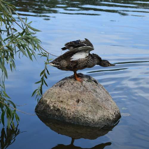 Photo #11294886