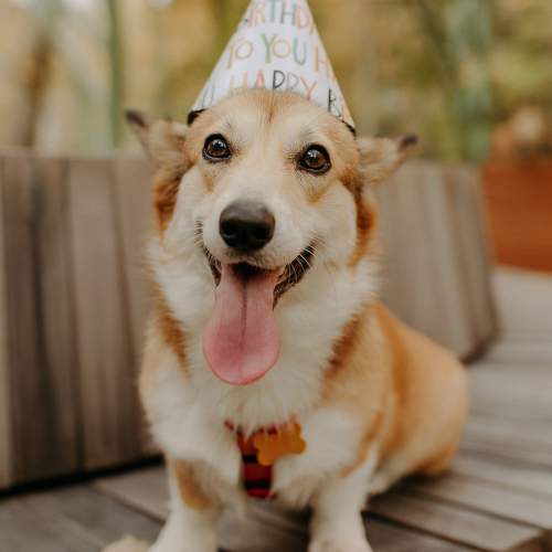 Photo #11295171