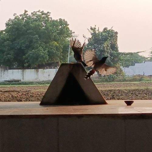 Photo #11295473