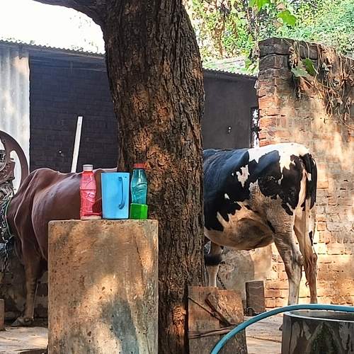 Photo #11295488