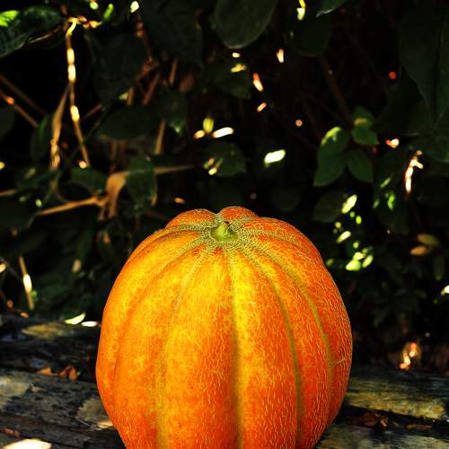 Photo #11296091