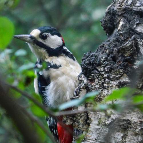 Photo #11297340