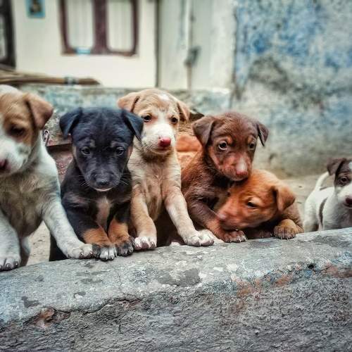 Little paws, big hearts