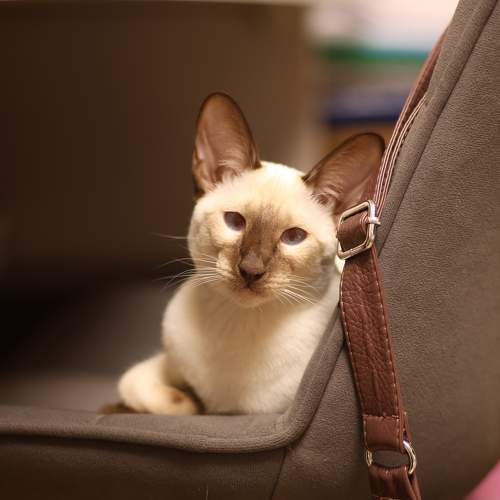 Photo #11299131