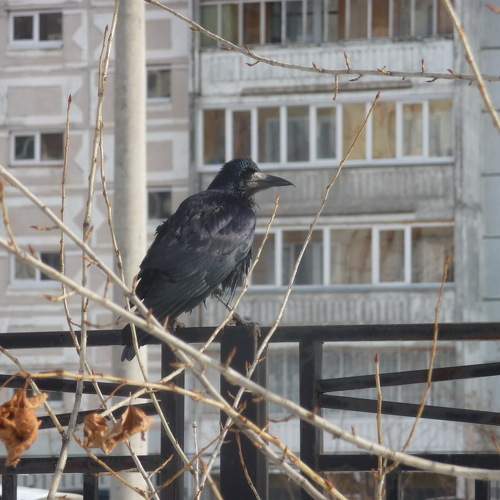 Photo #11299881