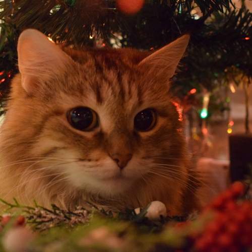 Photo #11299947