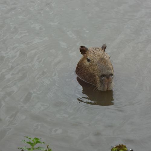 Capivara