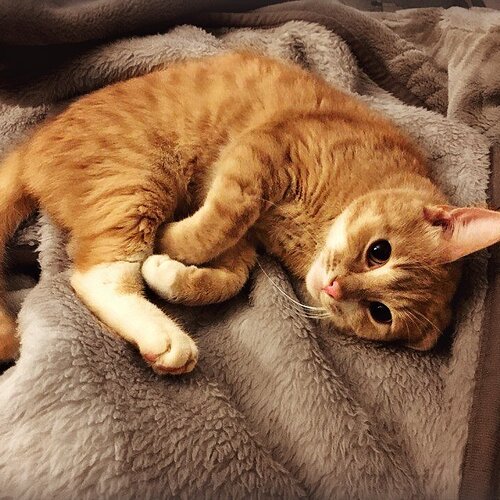 Рыжий кот