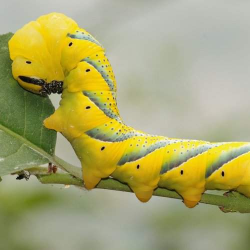 caterpillar