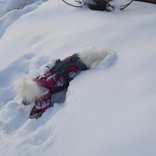 Photo #11300143
