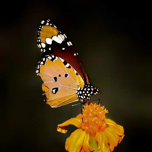 Photo #11300603