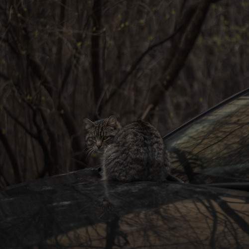 Photo #11300880
