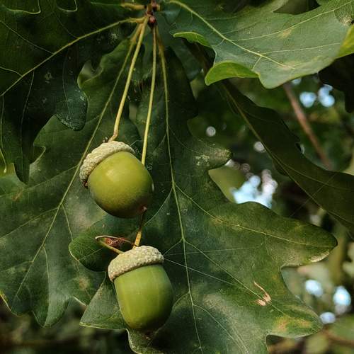 Photo #11301304