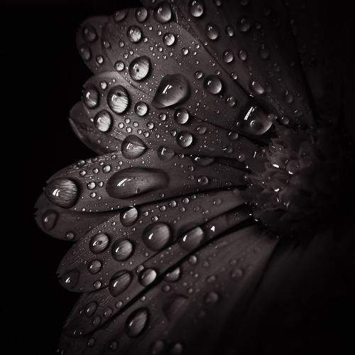 Photo #11301486