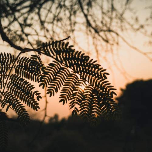 Photo #11301821