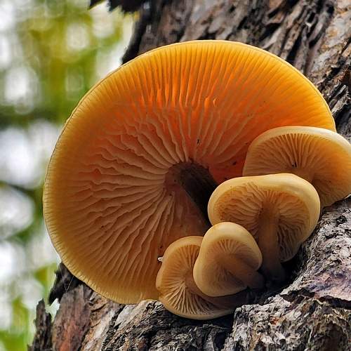 Photo #11302077