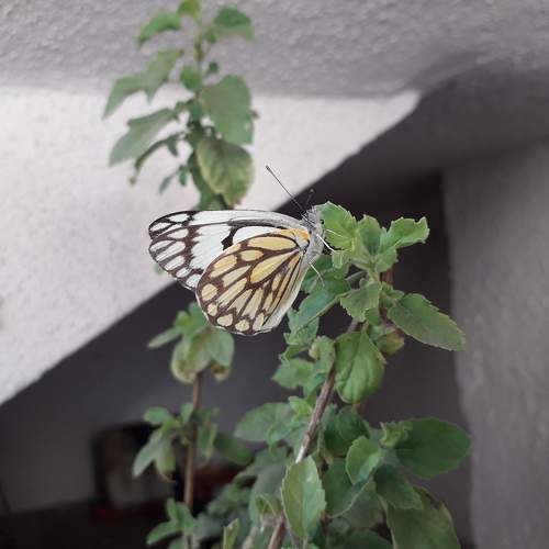 Photo #11302570