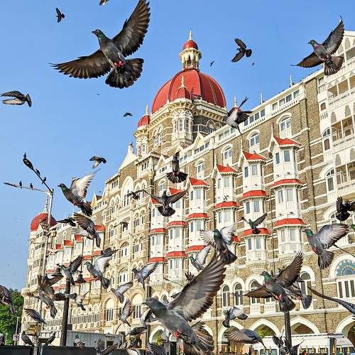 Birdy Morning At Gateway Of India
