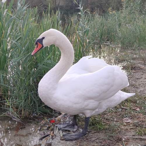 Photo #11302961