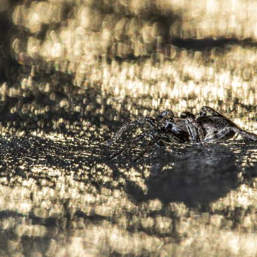Photo #11303029