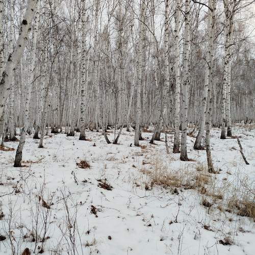 Photo #11303879