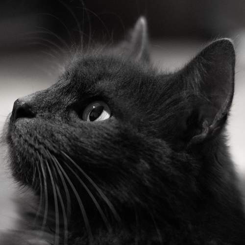 Photo #11303922