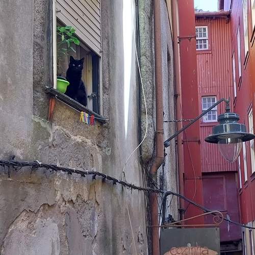 Photo #11304709
