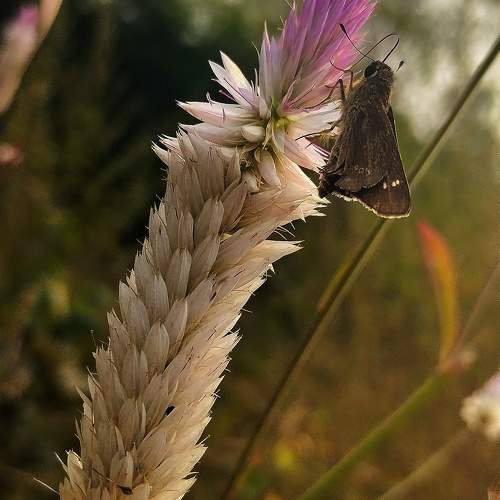 Photo #11304810
