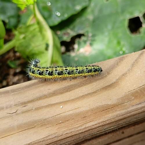 Photo #11304828