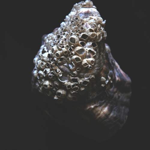 Photo #11304969