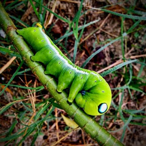 Photo #11305163