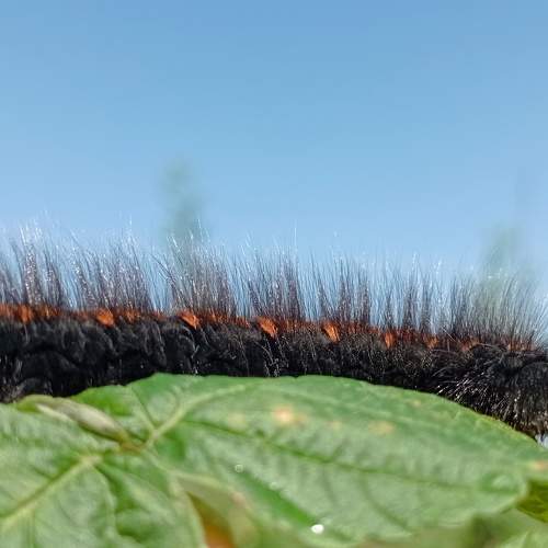 Photo #11305273